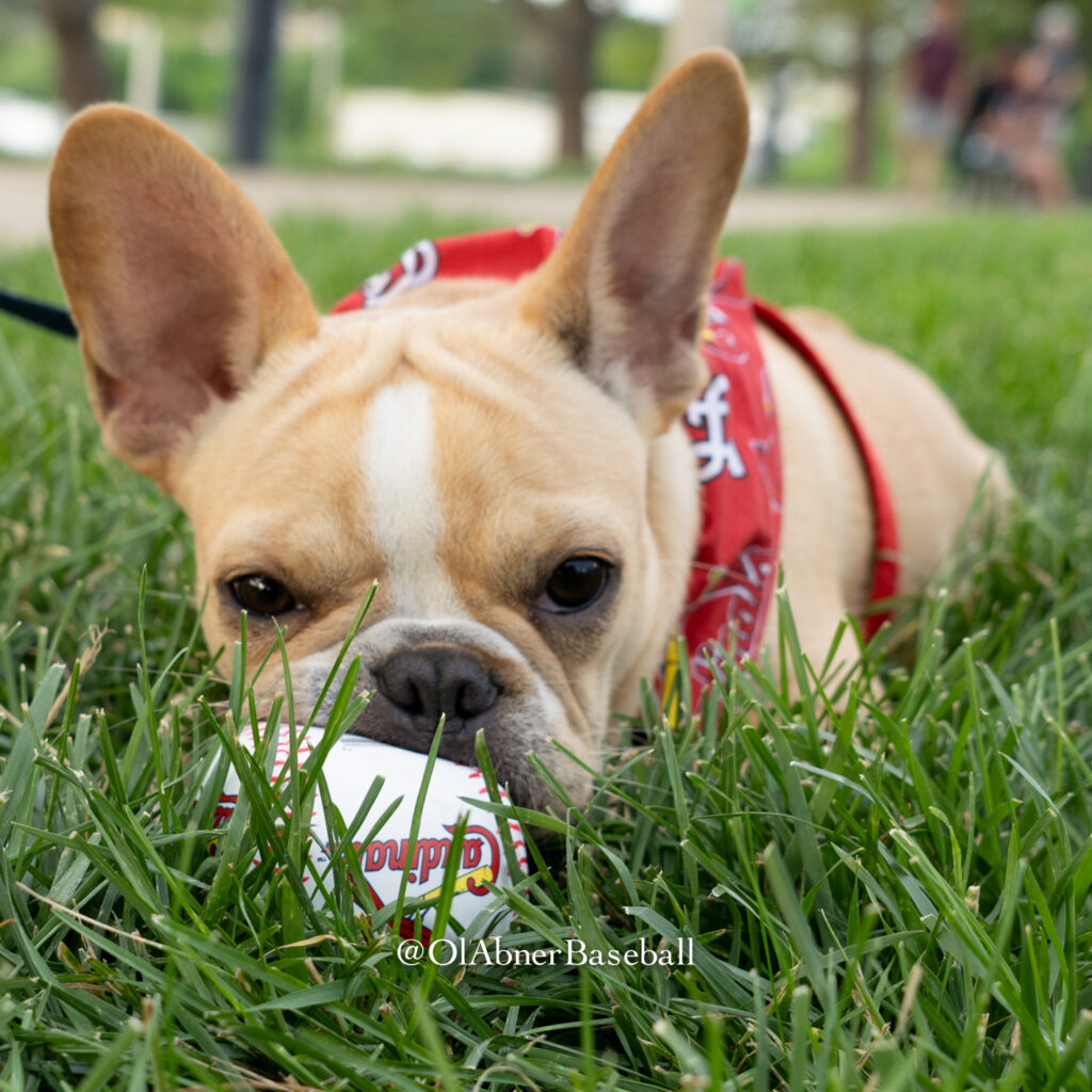 A french bulldog sits in the grass with a soft baseball and smiles